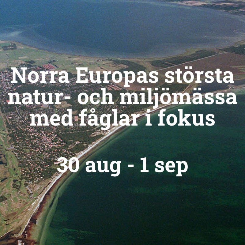 Falsterbo Bird Show