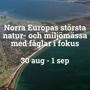 Falsterbo Bird Show