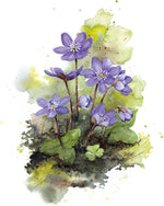 Load image into Gallery viewer, Anemone
