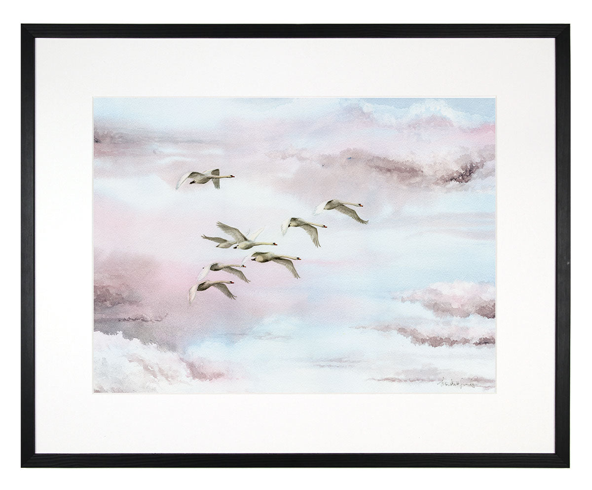Mute swans - limited edition