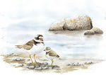 Load image into Gallery viewer, Common Ringed Plover - limited edition
