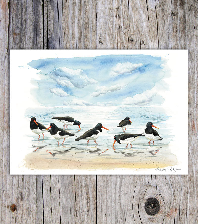 Oyster catcher A5 card