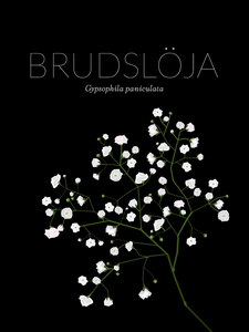 Brudslöja - Poster 30x40