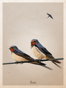 Swallows - Posters in 2 sizes