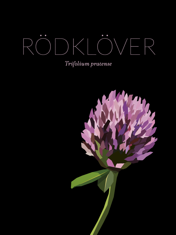 Red Clover - Poster 30x40