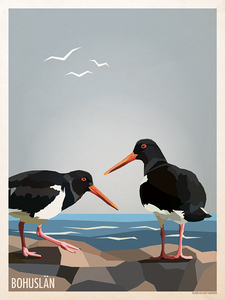 Oyster catcher - Poster 30x40