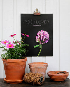 Red Clover - Poster 30x40