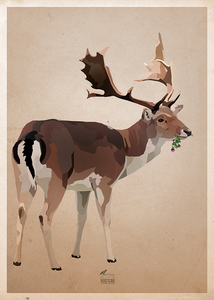Deer - Poster 50x70