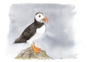 Puffin - limited edition
