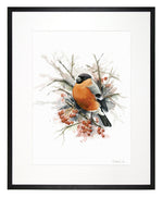 Load image into Gallery viewer, Bullfinch - limited edition
