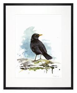 Blackbird - limited edition