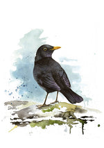 Load image into Gallery viewer, Blackbird - limited edition
