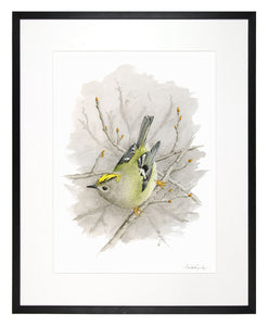 Gold-crested Wren - limited edition