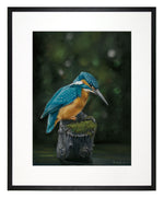 Load image into Gallery viewer, Kingfisher - limited edition
