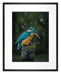 Kingfisher - limited edition