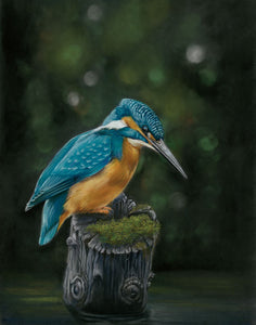 Kingfisher - limited edition