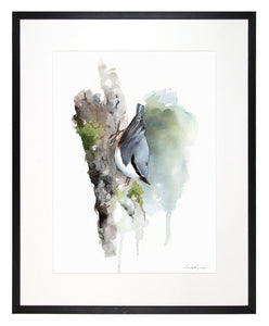 Nuthatch - limited edition