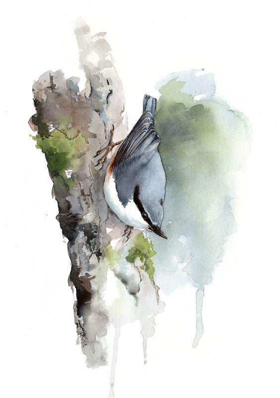 Nuthatch - limited edition