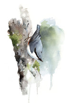 Load image into Gallery viewer, Nuthatch - limited edition

