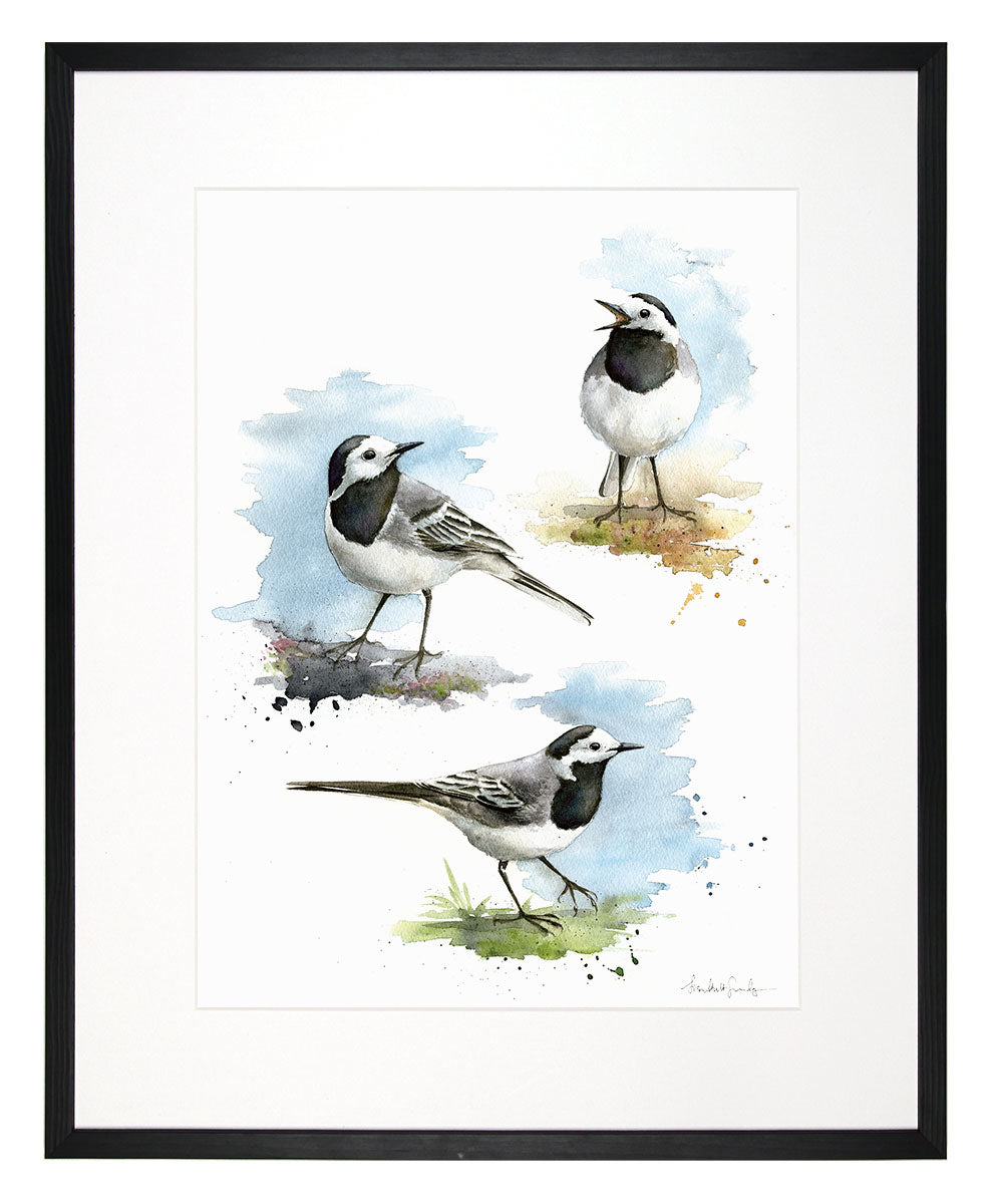 Wagtail - limited edition