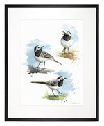 Load image into Gallery viewer, Wagtail - limited edition
