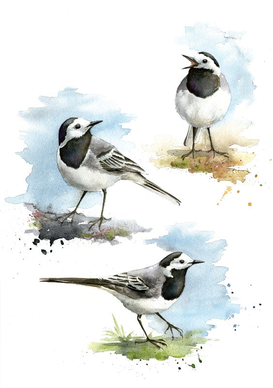 Wagtail - limited edition
