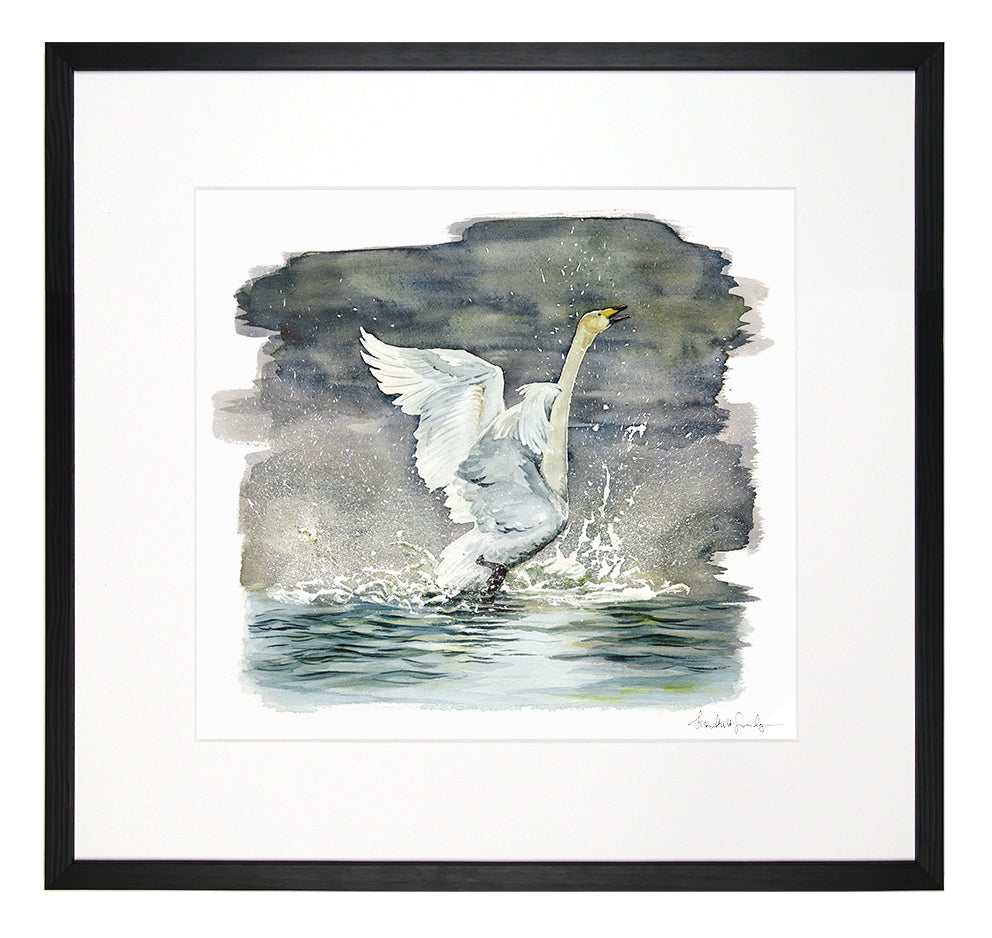 Whooper Swan - limited edition