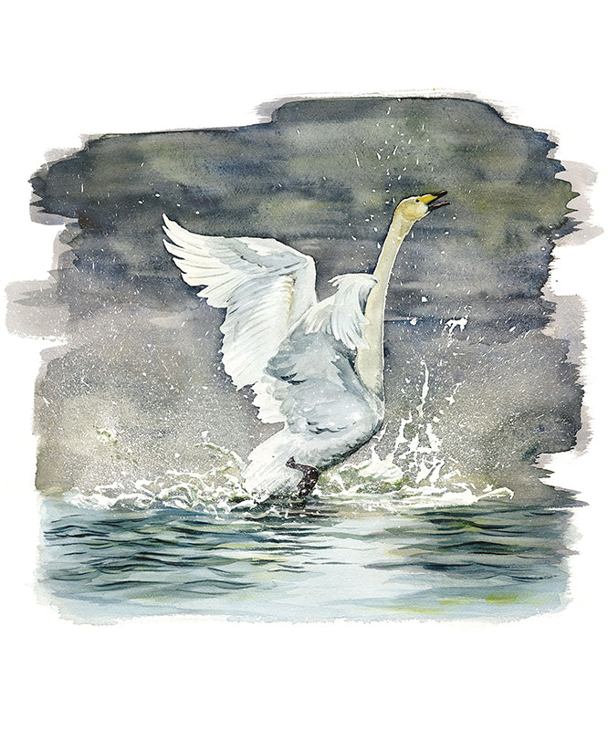 Whooper Swan - limited edition