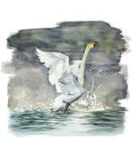 Load image into Gallery viewer, Whooper Swan - limited edition
