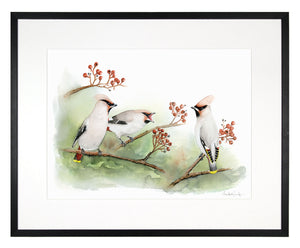 Waxwing - limited edition