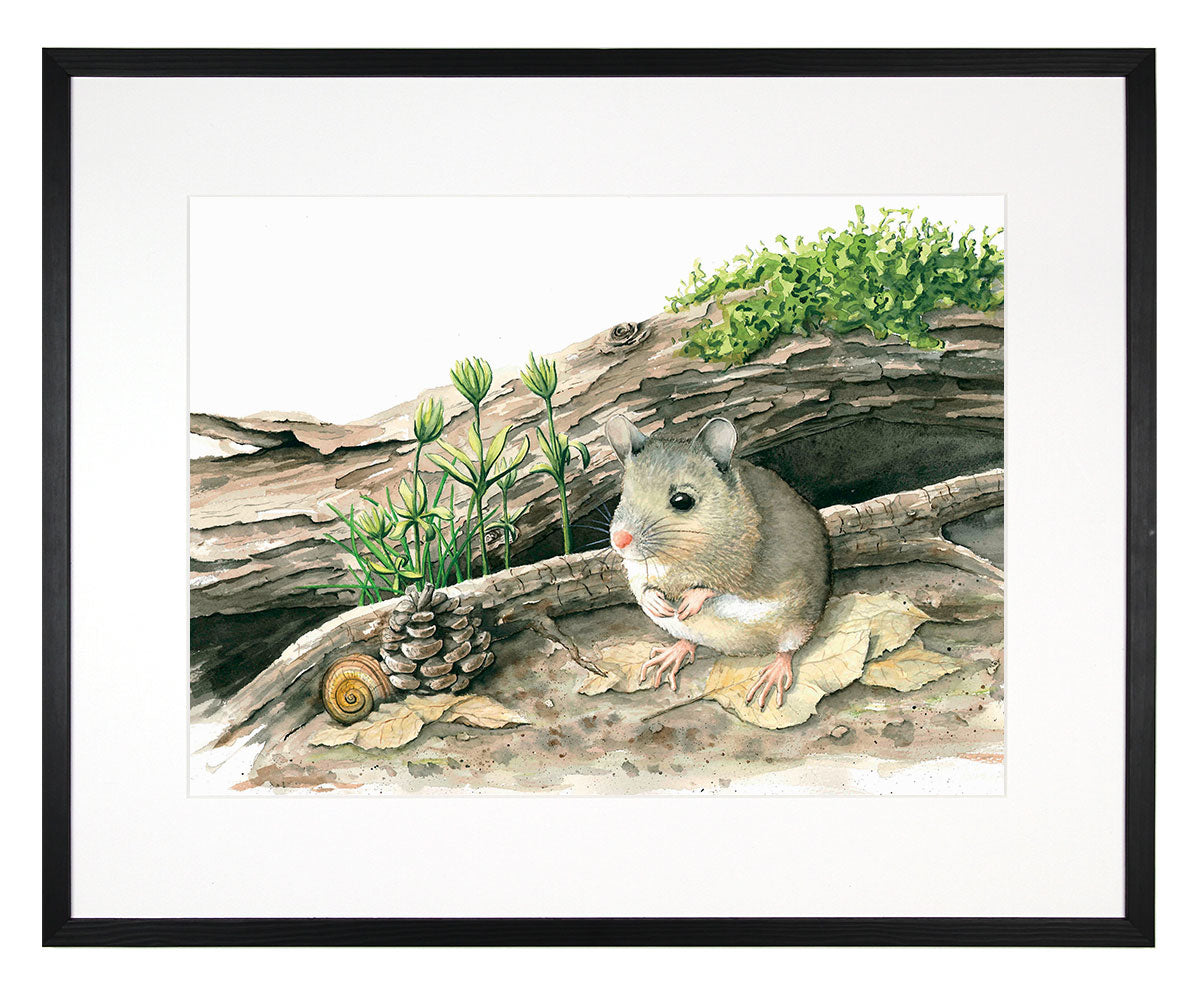 Wood mouse