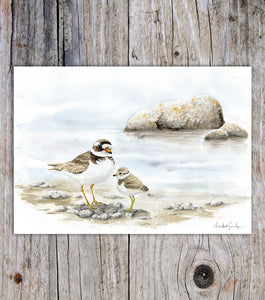 Common Ringed Plover - A5 card
