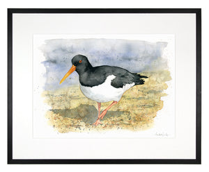 Oyster catcher - limited edition