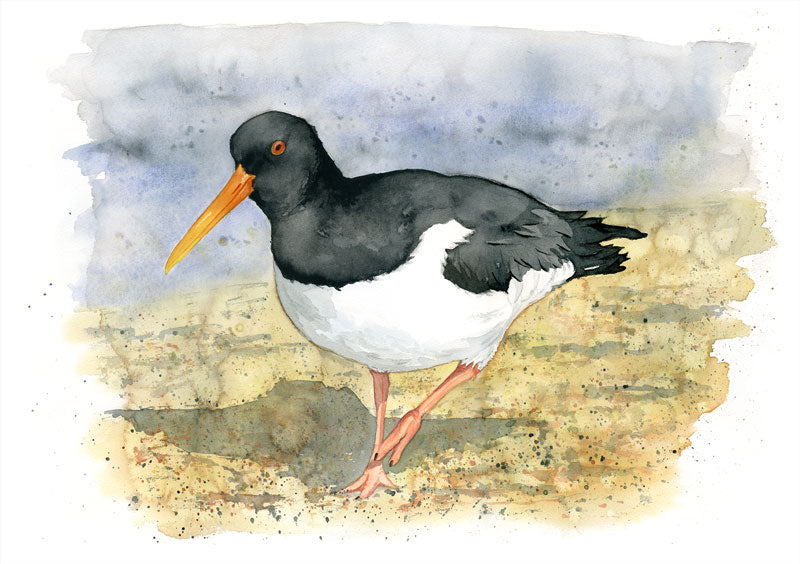 Oyster catcher - limited edition