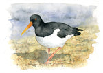 Load image into Gallery viewer, Oyster catcher - limited edition
