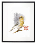 Load image into Gallery viewer, Pine grosbeak - limited edition
