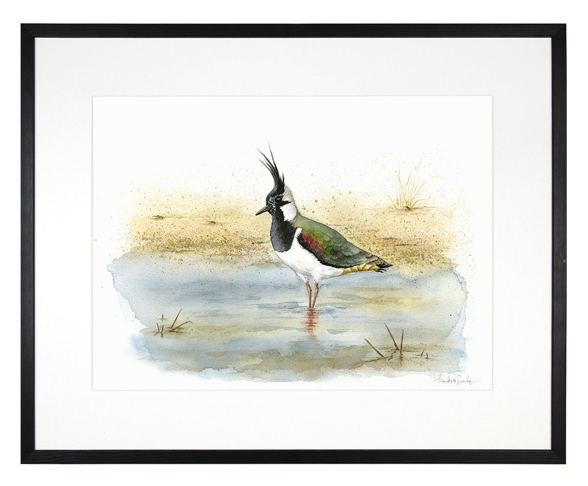 Lapwing - limited edition