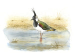Load image into Gallery viewer, Lapwing - limited edition
